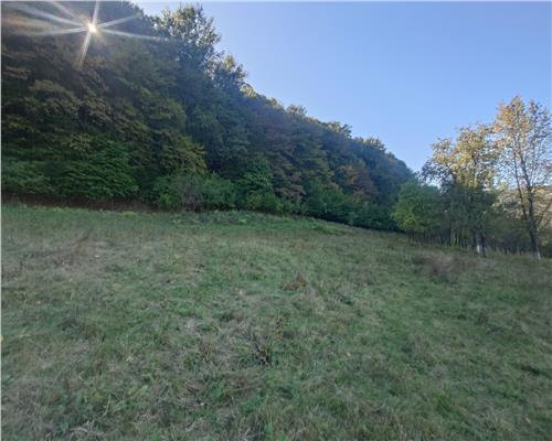 Terenuri si Padure in Criscior