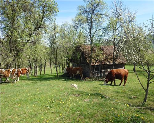 Teren intravilan si extravilan Luncoiu de Jos