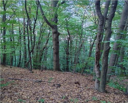 Padure de Fag 2 hectare