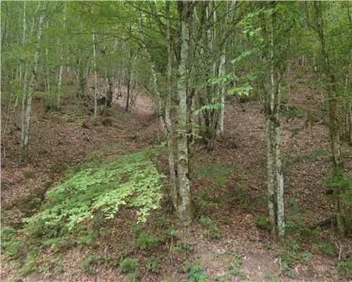 Teren in Bulzestii de Sus 2451mp