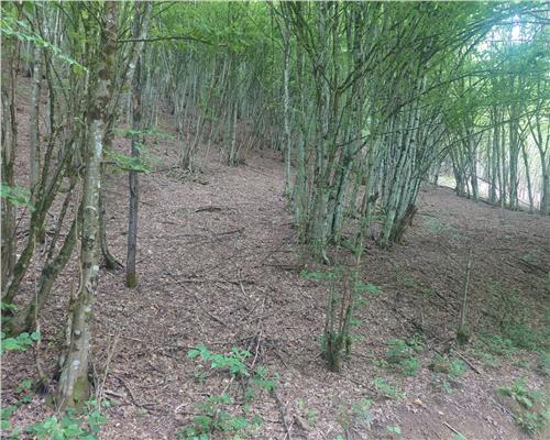 Teren in Bulzestii de Sus 710mp