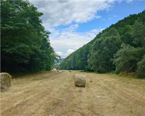 Un colt de natura intre padure si parau